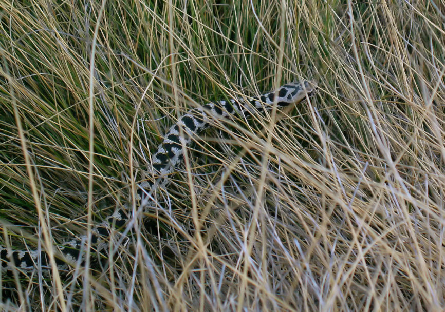 Vipera berus